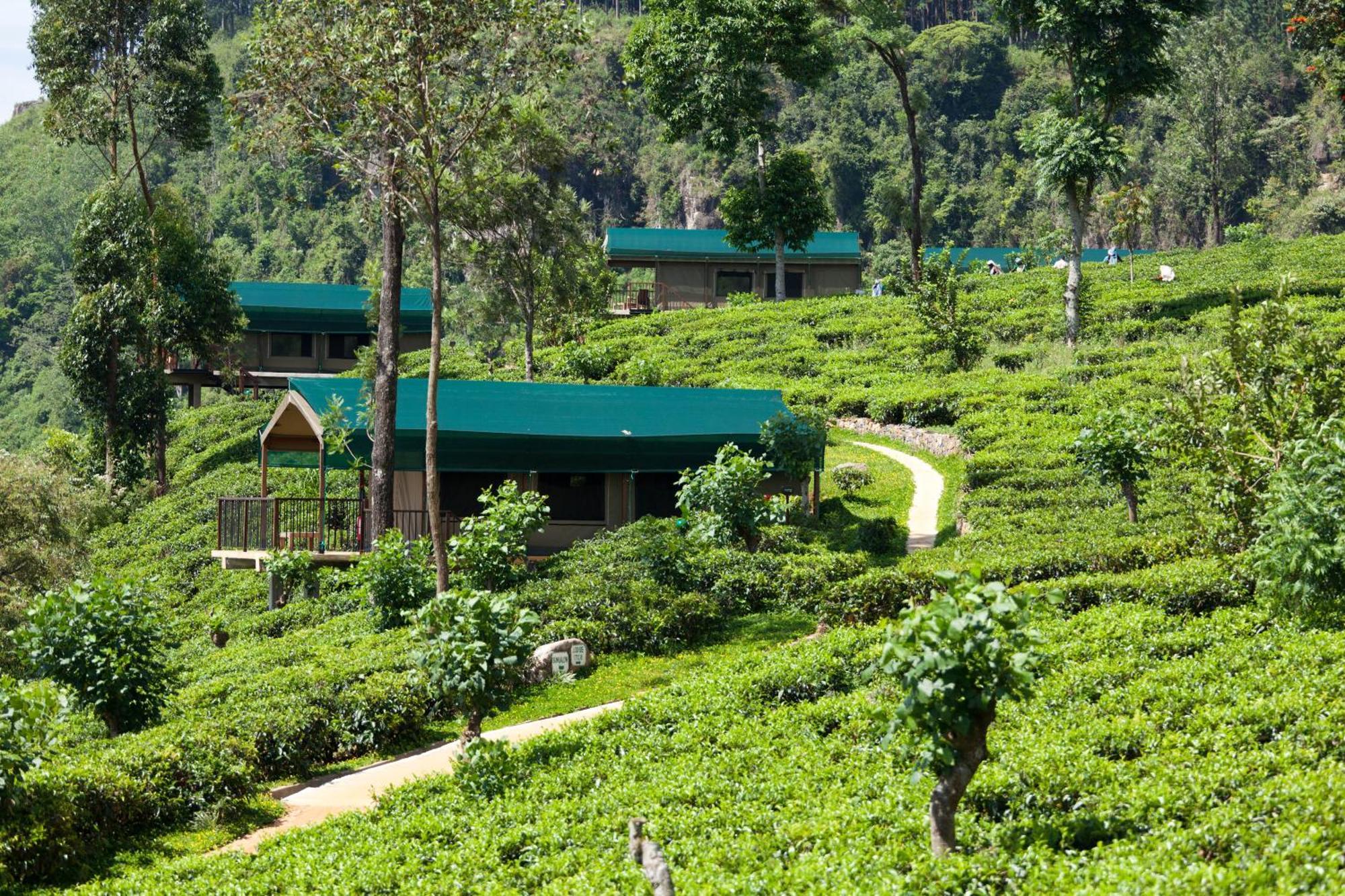 קנדי Madulkelle Tea And Eco Lodge מראה חיצוני תמונה